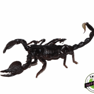 Emperor Scorpion (Pandisus imperator)