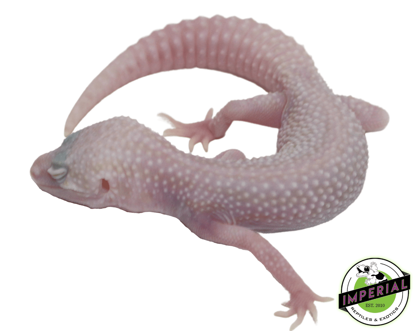 Mack Super Snow Albino Leopard Gecko Baby - Image 2