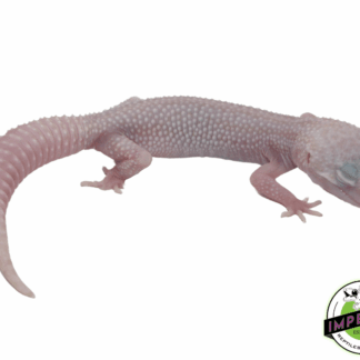 Mack Super Snow Albino Leopard Gecko Baby