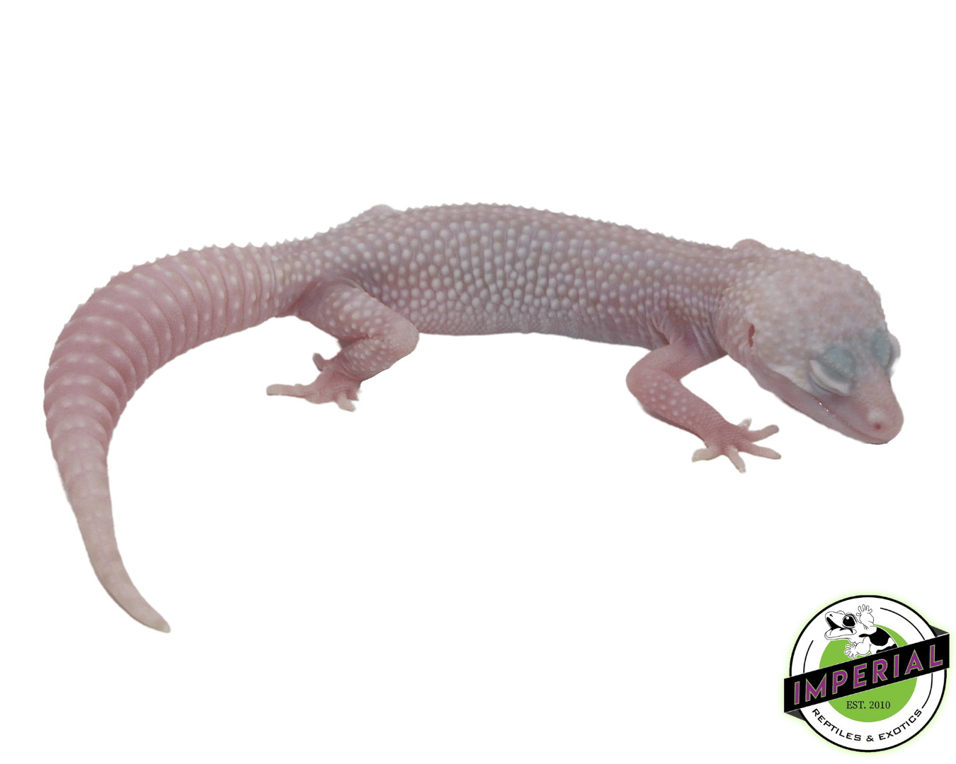 Mack Super Snow Albino Leopard Gecko Baby