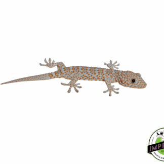 Baby Tokay Gecko