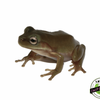 White's Tree Frog Baby