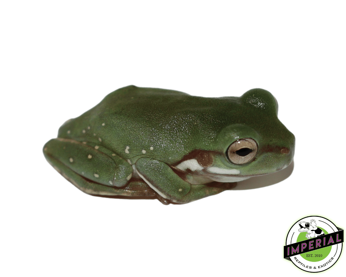 Snowflakes White's Tree Frog Baby - Image 3