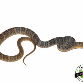 Yellow Tail Cribo Baby