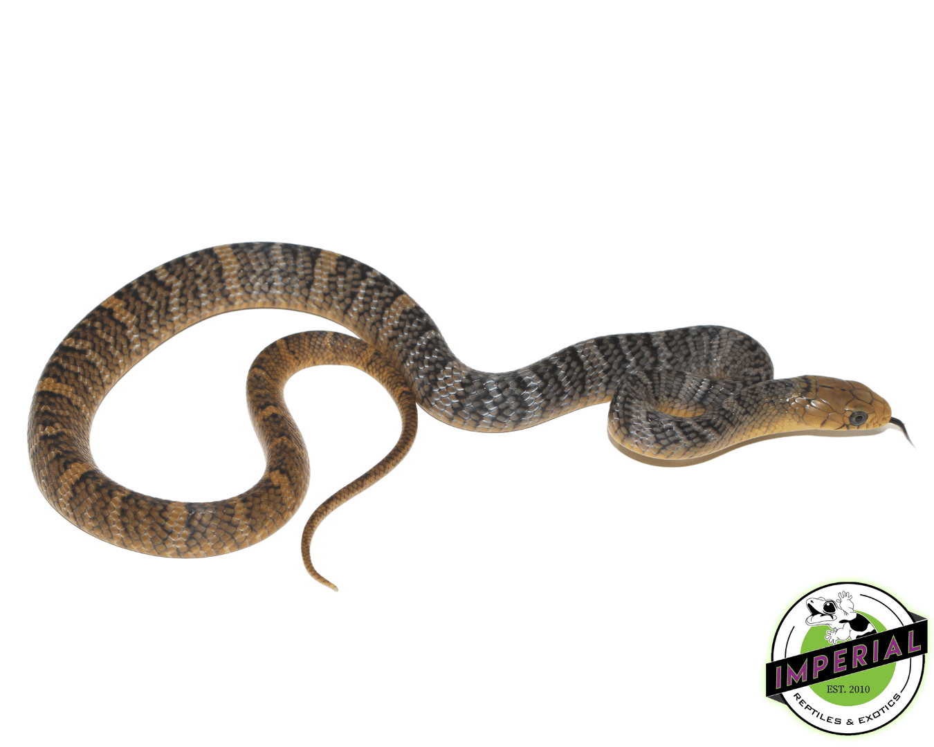 Yellow Tail Cribo Baby