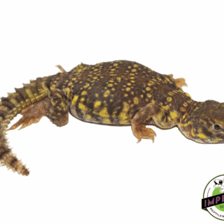Yellow Nigerian Uromastyx Baby