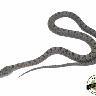 Bairds Rat Snake