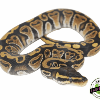 Normal Ball Python Baby