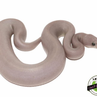 Banana 8 Ball Python Baby