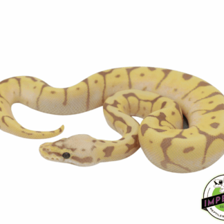 Banana Bee Ball Python Baby