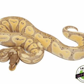 Blackhead Banana Ball Python