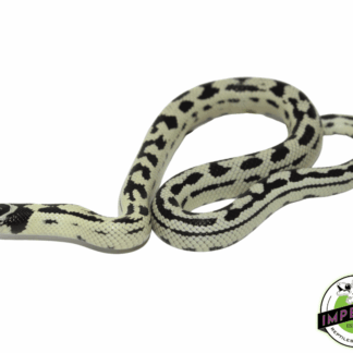 Banana California Kingsnake