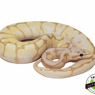 Banana Calico Bumblebee Ball Python
