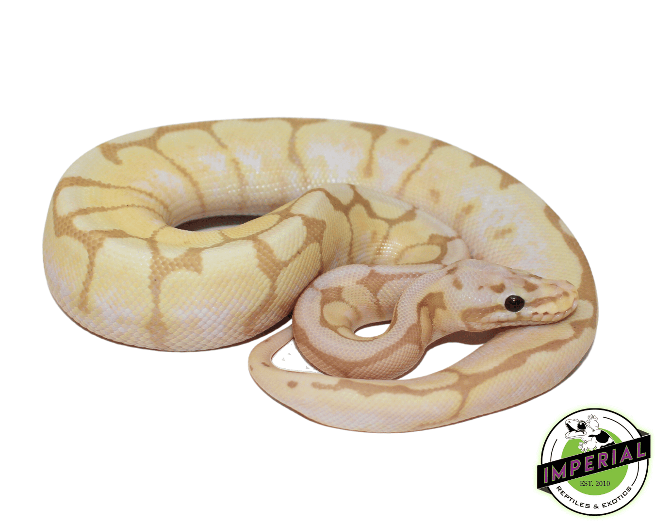Banana Calico Bumblebee Ball Python