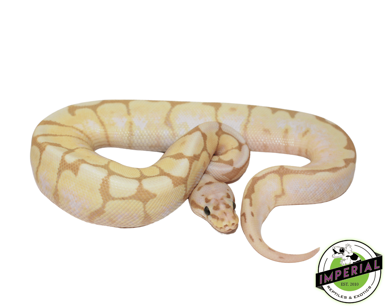 Banana Calico Bumblebee Ball Python - Image 2
