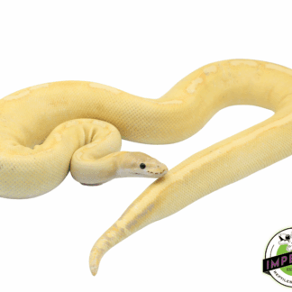 Banana Champagne Ball Python Adult Female