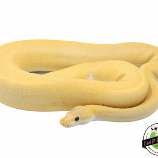 Banana Champagne Cinnamon Ball Python Adult Male