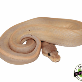 Banana Genetic Stripe Cinnamon Ball Python