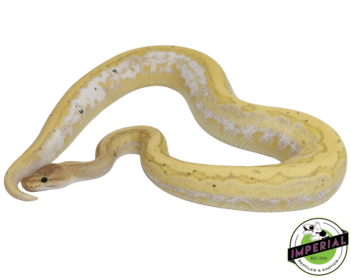 Banana Calico Pinstripe Cinnamon Yellowbelly Ball Python Adult Male - Image 2
