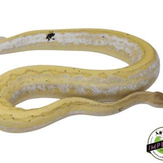 Banana Calico Pinstripe Cinnamon Yellowbelly Ball Python Adult Male