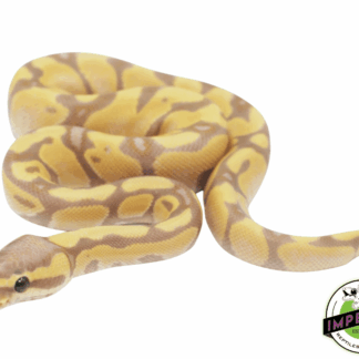 Banana Enchi Ball Python