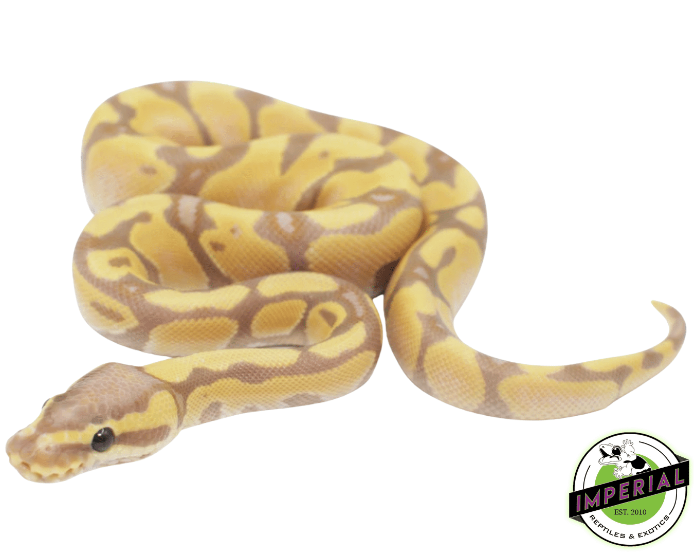 Banana Enchi Ball Python
