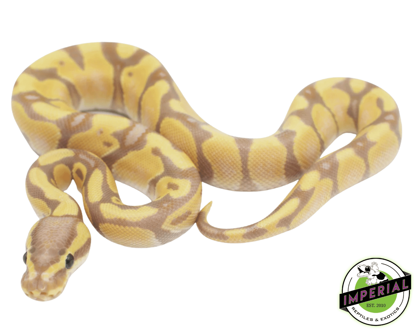 Banana Enchi Ball Python - Image 2