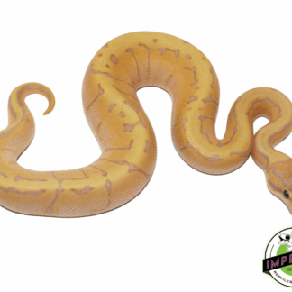 Banana Enchi Lemonblast Ball Python Baby