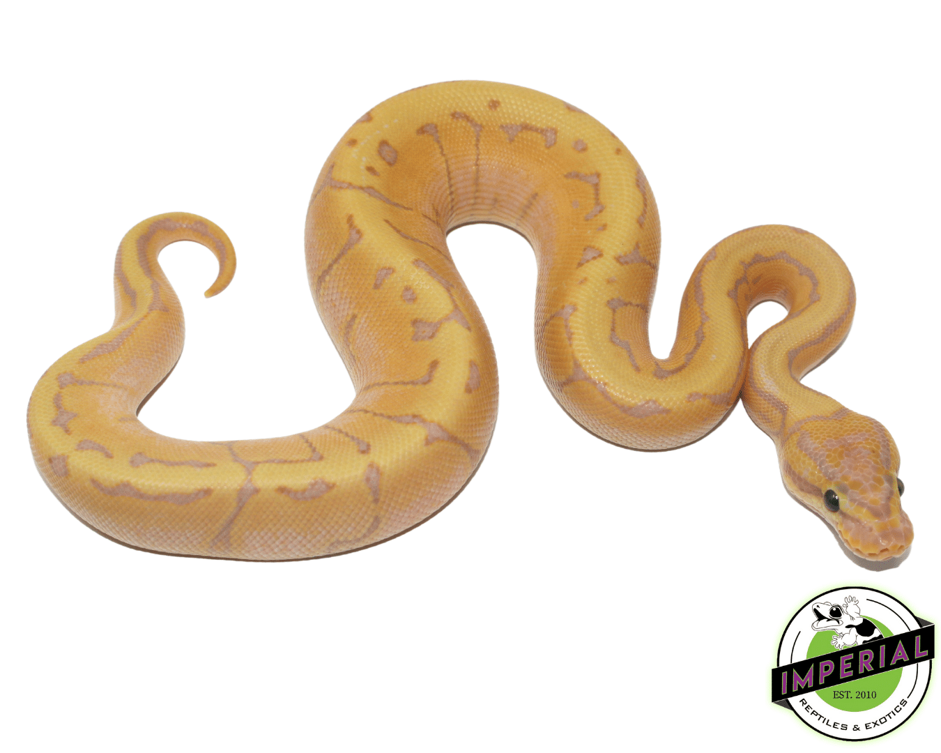Banana Enchi Lemonblast Ball Python Baby