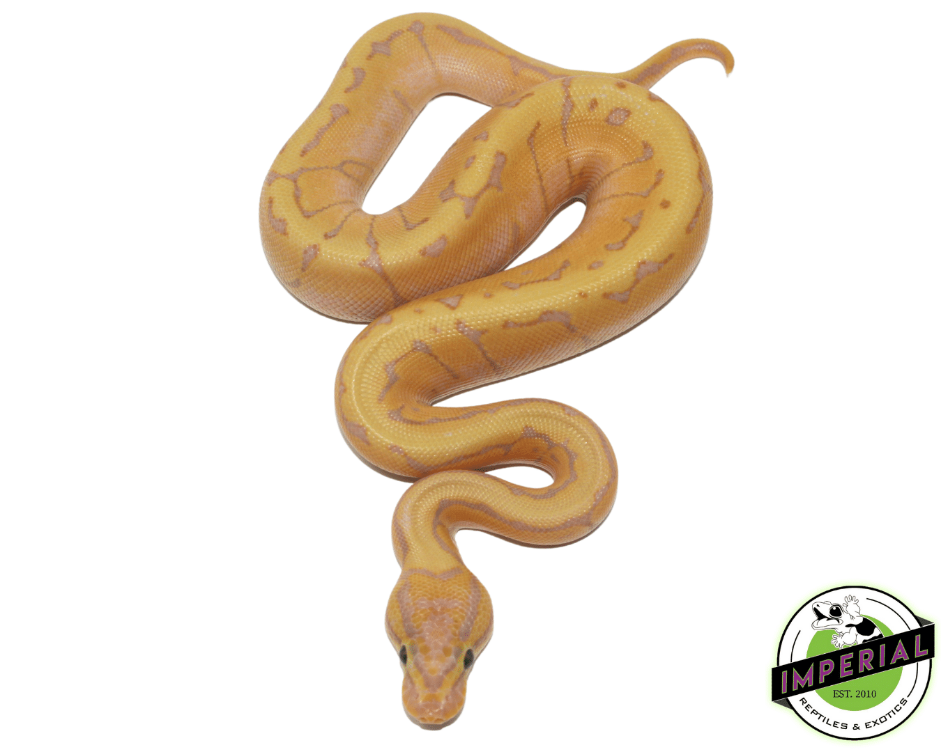 Banana Enchi Lemonblast Ball Python Baby - Image 2