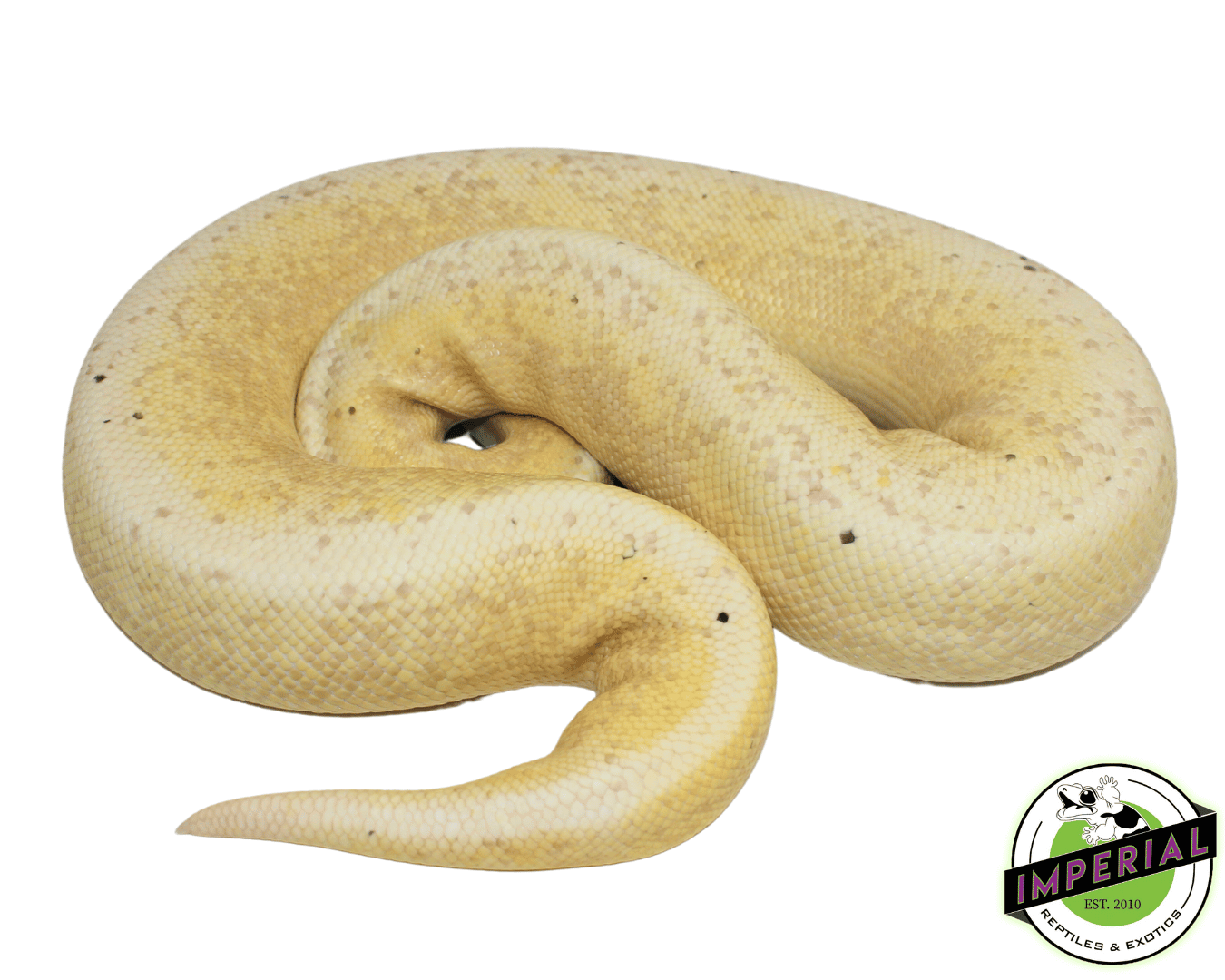 Banana Pewter Fire Ball Python Adult - Image 2