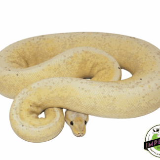 Banana Pewter Fire Ball Python Adult