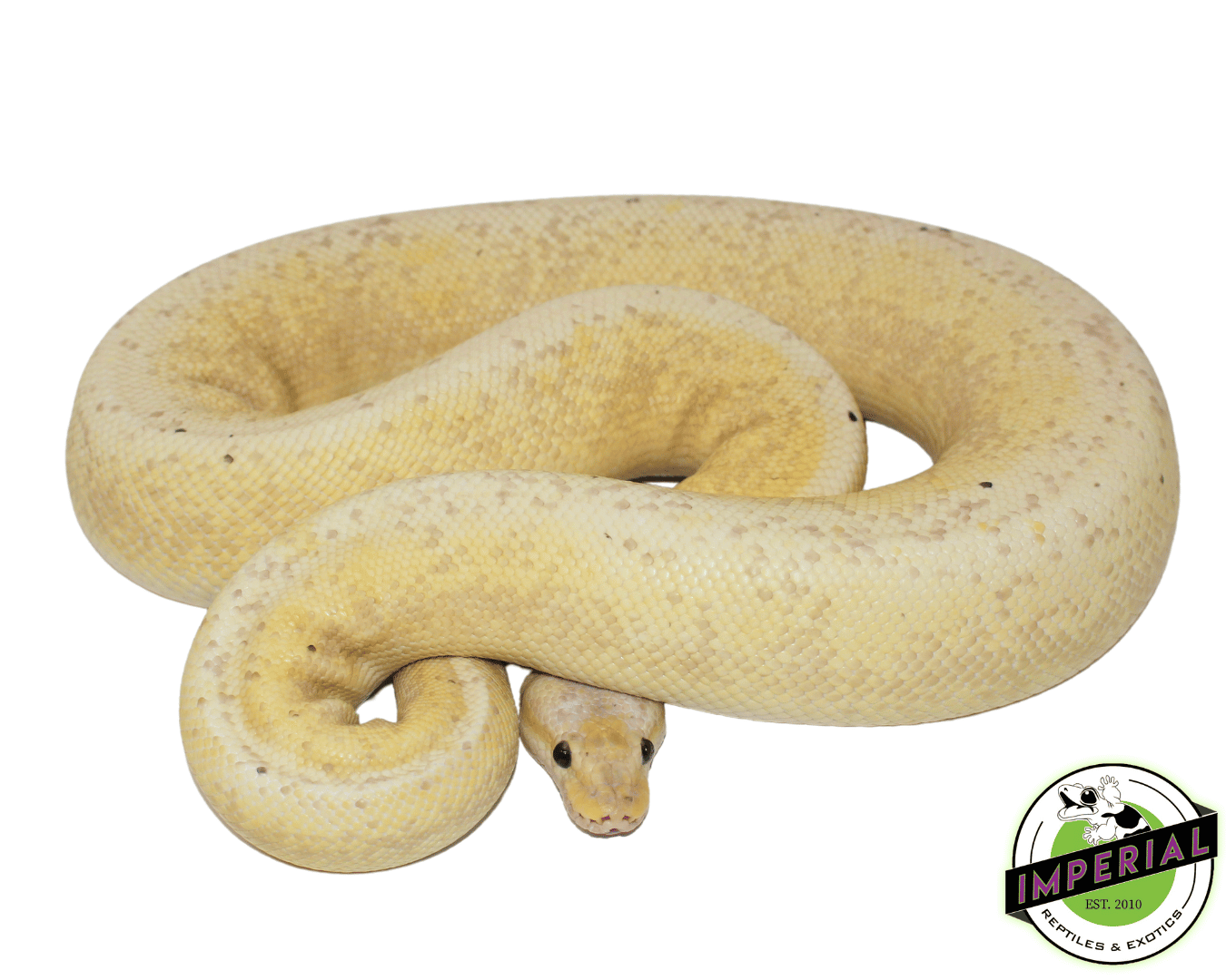 Banana Pewter Fire Ball Python Adult