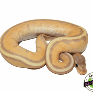 Banana Stripe Ball Python