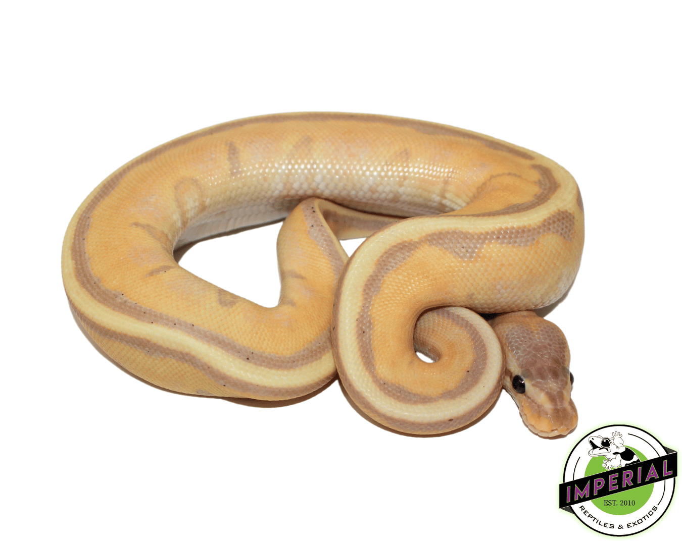 Banana Stripe Ball Python