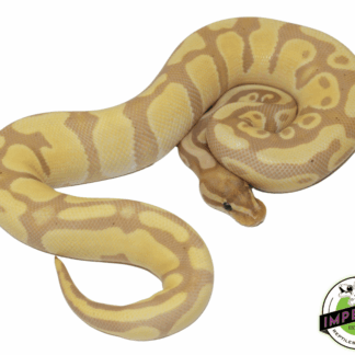 Banana Het. Pied Ball Python Sub Adult