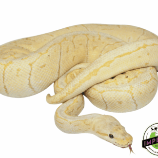 Banana Lemonblast Ball Python Adult