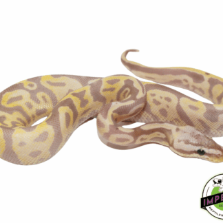 Banana Leopard Fire Yellowbelly Ball Python