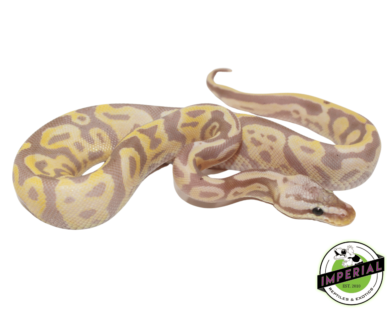 Banana Leopard Fire Yellowbelly Ball Python