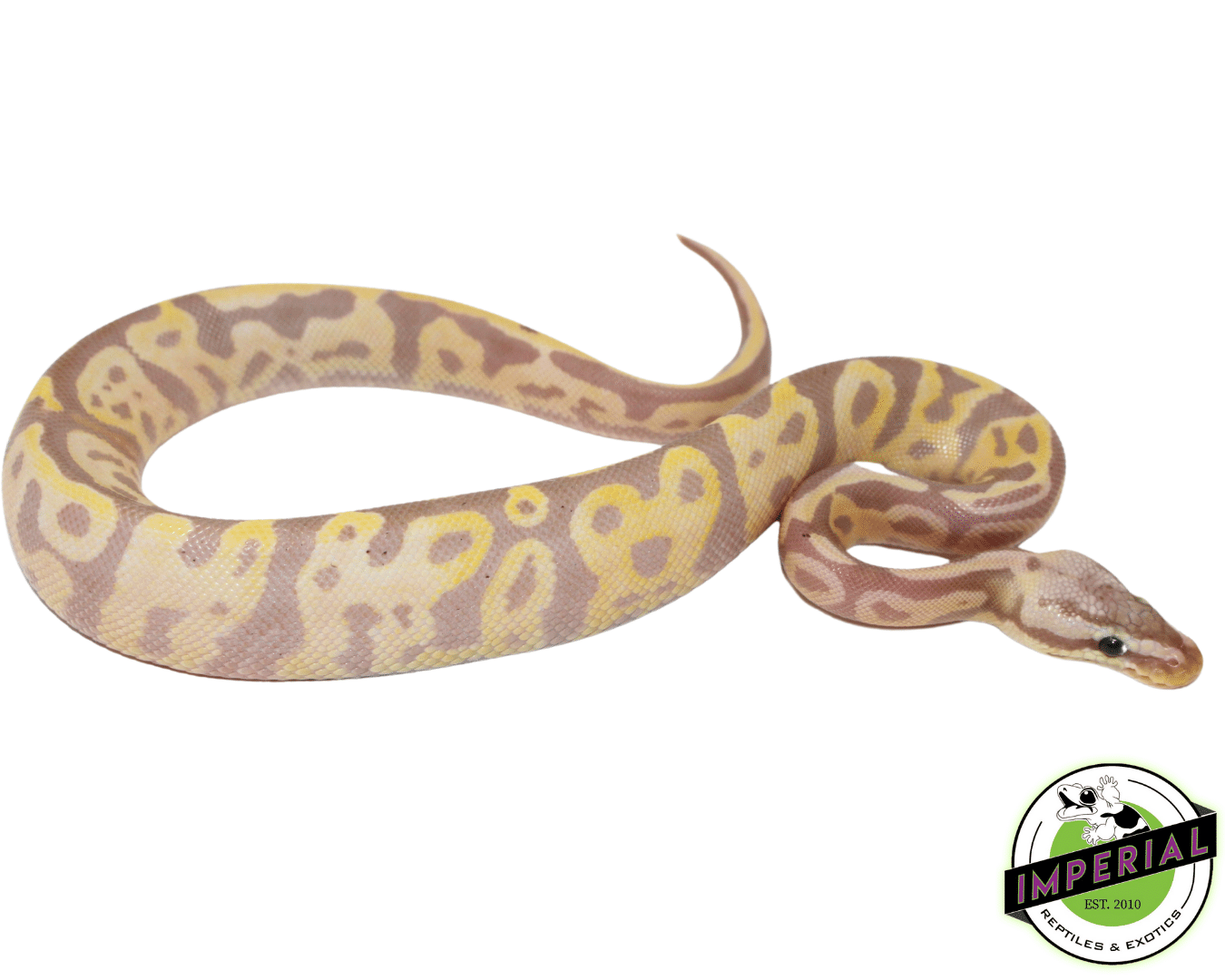 Banana Leopard Fire Yellowbelly Ball Python - Image 2