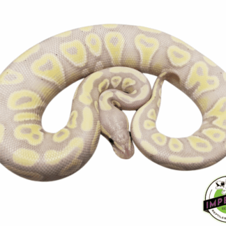 Banana Mojave Ball Python