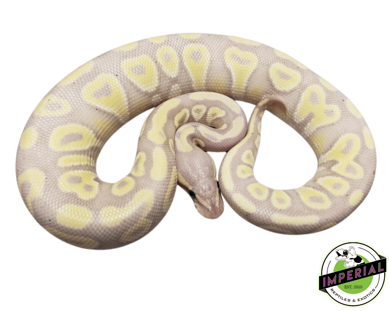 Banana Mojave Ball Python