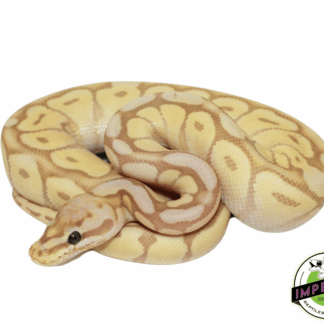 Banana Mojave Bumblebee Ball Python