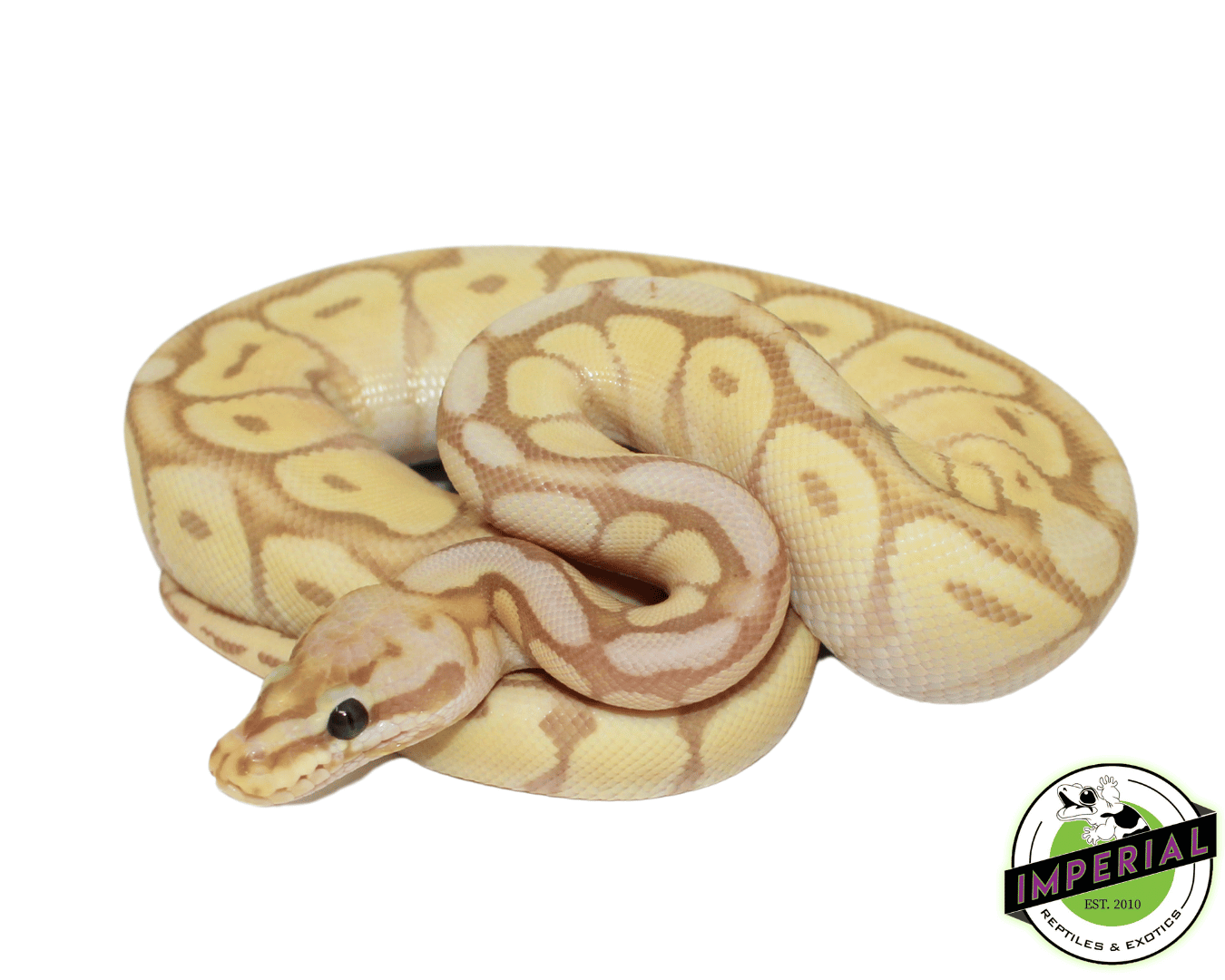 Banana Mojave Bumblebee Ball Python