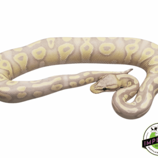 Banana Pastave Ball Python