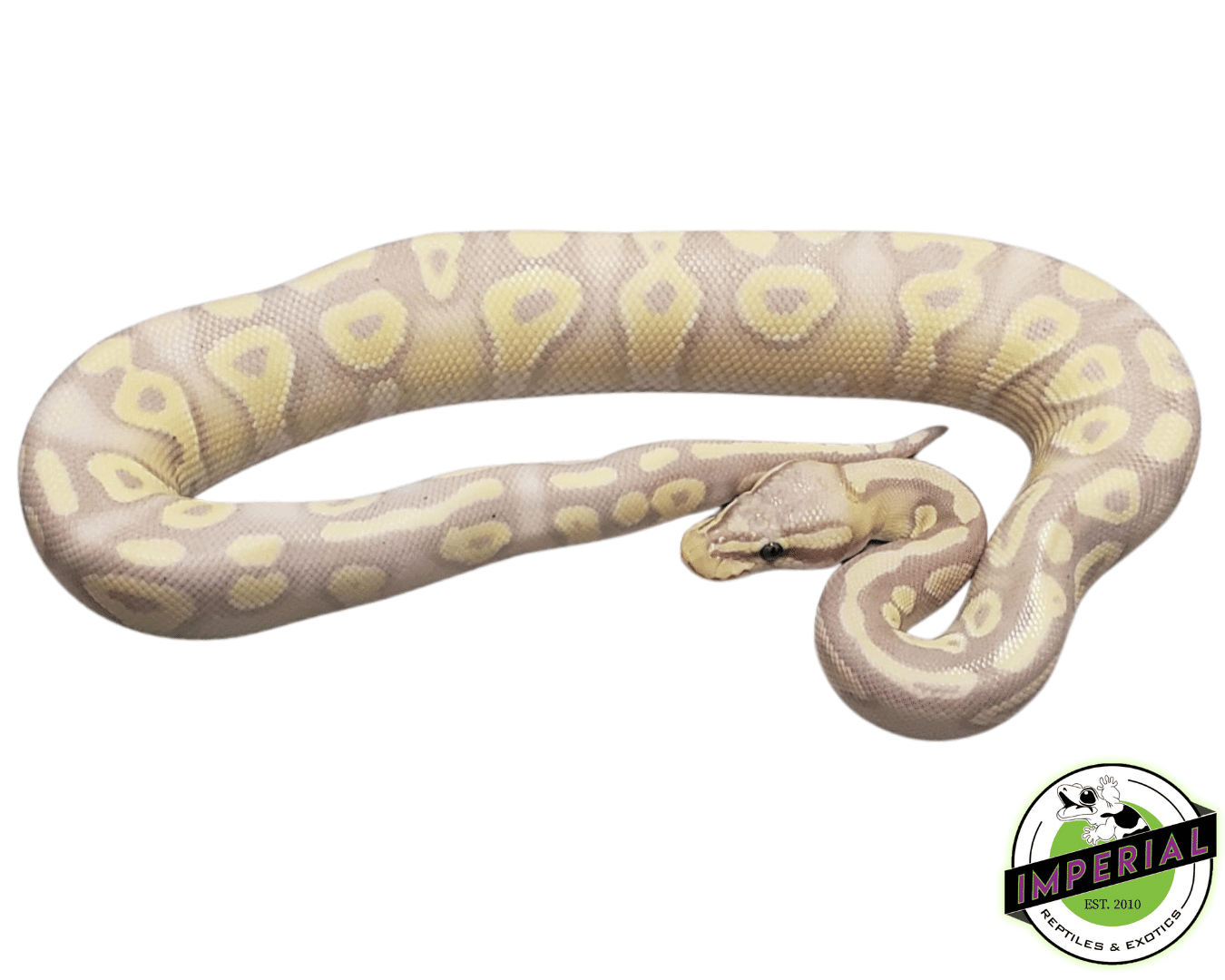 Banana Pastave Ball Python