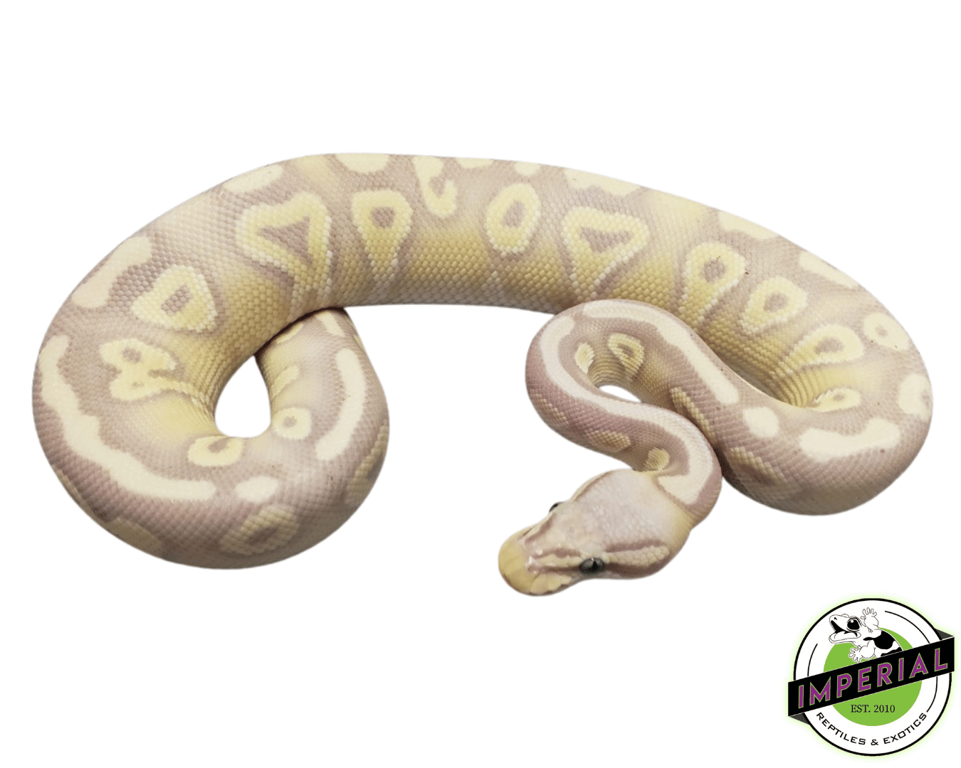 Banana Pastave Ball Python - Image 2