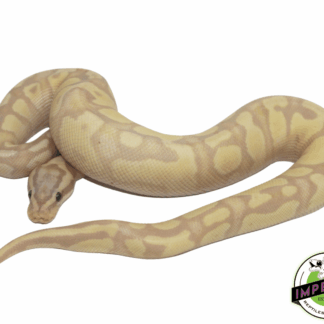 Banana Pastel Fire Ball Python