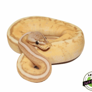 Banana Pastel Stripe Ball Python