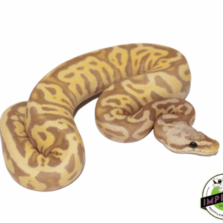 Banana Leopard Ball Python